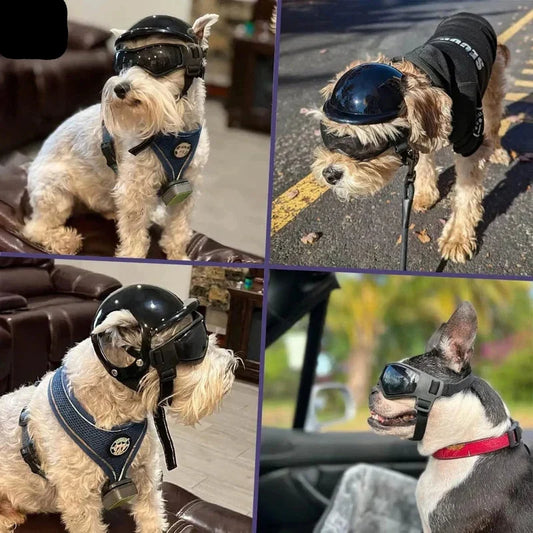 Dog Helmet & Goggles Adjustable Straps Polycarbonate Lenses