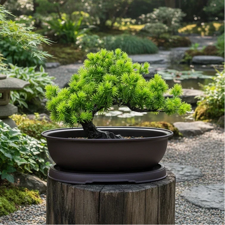 Bonsai & Succulent Planter Breathable Indoor