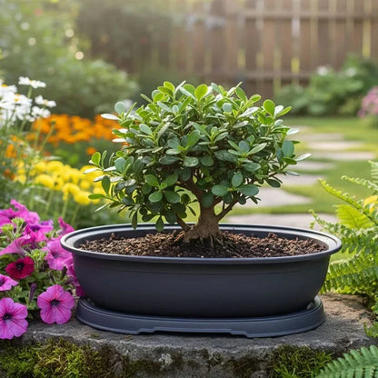Bonsai & Succulent Planter Breathable Indoor