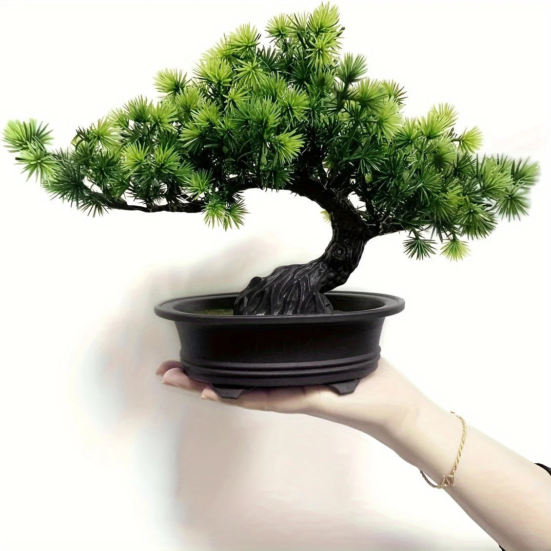 Bonsai Tree 24 cm | Evergreen and Easy Care | Comes with Black Pot