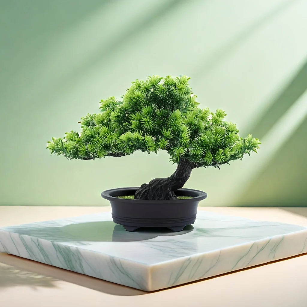 Bonsai Tree 24 cm | Evergreen and Easy Care | Comes with Black Pot