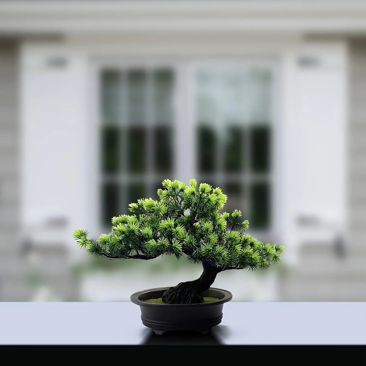 Bonsai Tree 24 cm | Evergreen and Easy Care | Comes with Black Pot