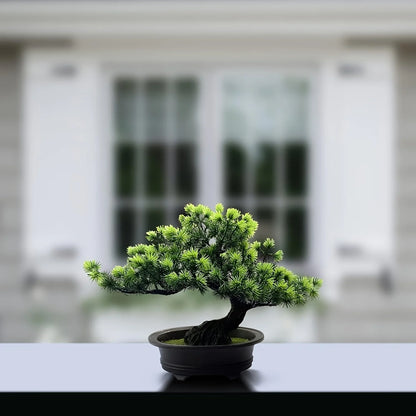 Bonsai Tree 24 cm | Evergreen and Easy Care | Comes with Black Pot