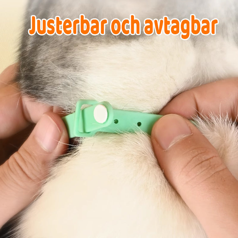 Cat Collar Motion-Activated Laser USB Rechargeable Adjustable Fit