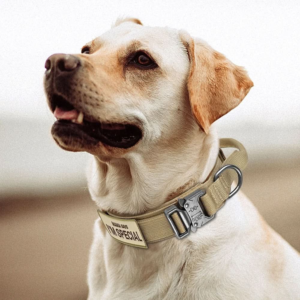 Dog Collar Adjustable Padded Nylon with Control Handle