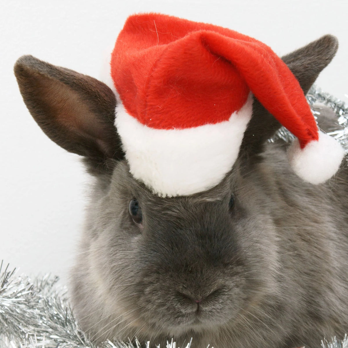 Dog Santa Hat Plush Adjustable Festive Fit