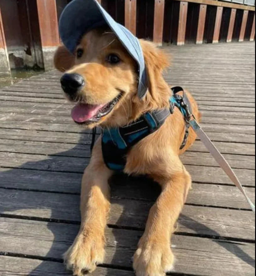 Dog Sun Hat UV Protection Adjustable Strap