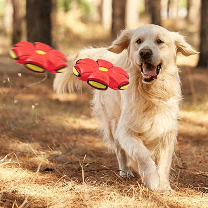 Dog Toy Convertible Disc & Ball Durable Non-Toxic