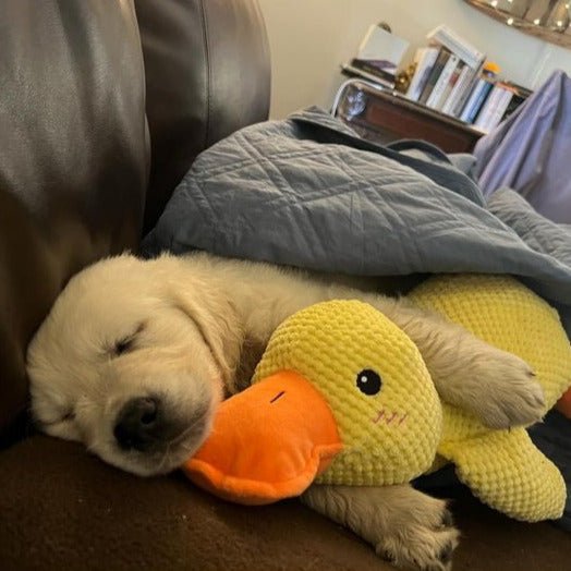 Dog Toy Plush Quacking Sound-Activated