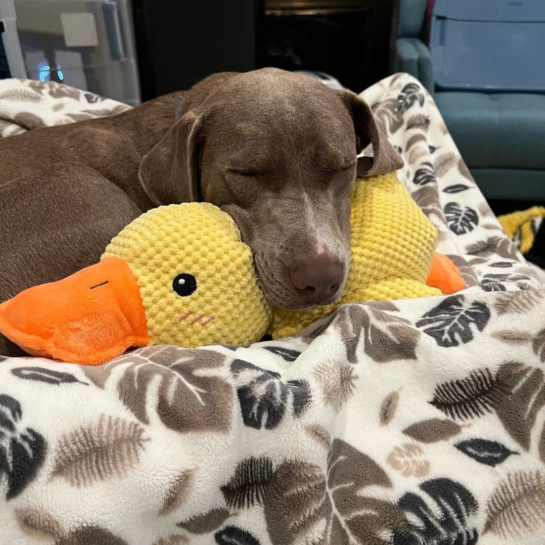 Dog Toy Plush Quacking Sound-Activated
