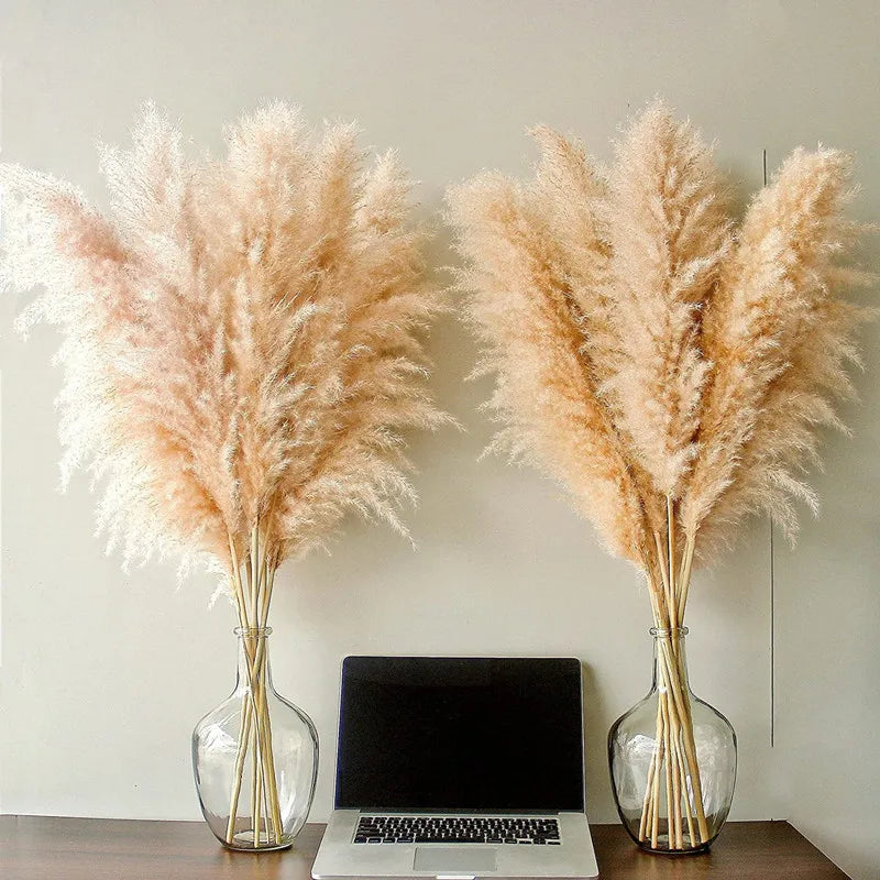 Dried Pampas Grass for Bohemian Decor