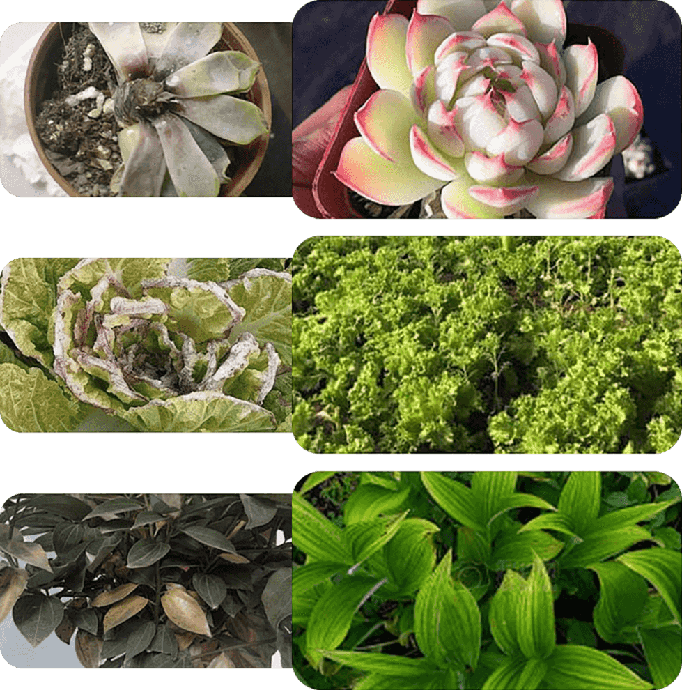 Plant & Flower Activator Root Strengthening Bloom Boost