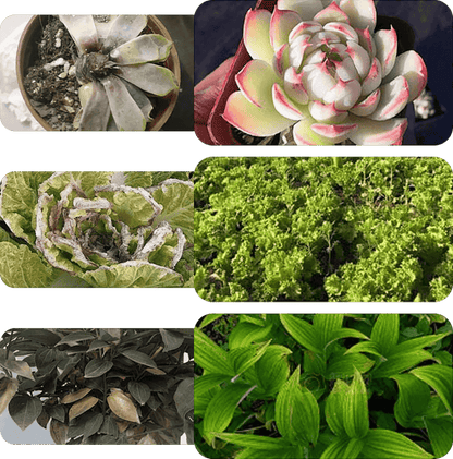 Plant & Flower Activator Root Strengthening Bloom Boost