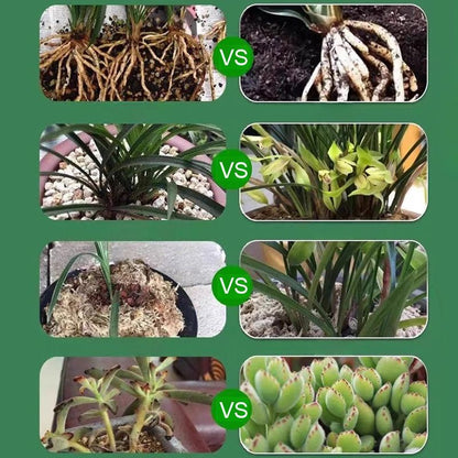 Plant & Flower Activator Root Strengthening Bloom Boost