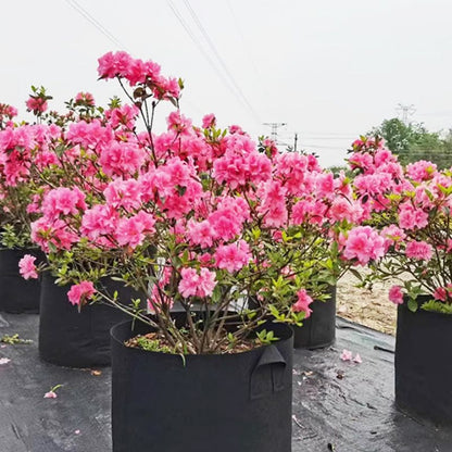 Planting Bag Breathable Felt & UV-Resistant