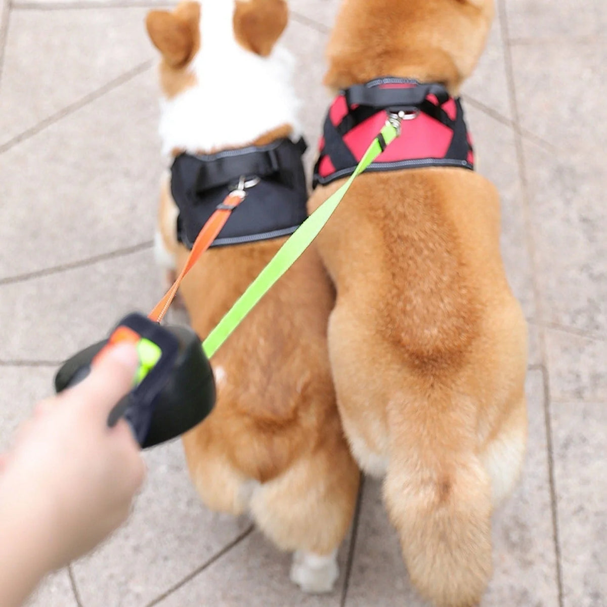 Retractable Leash Dual 10 Ft Anti-Tangle & LED