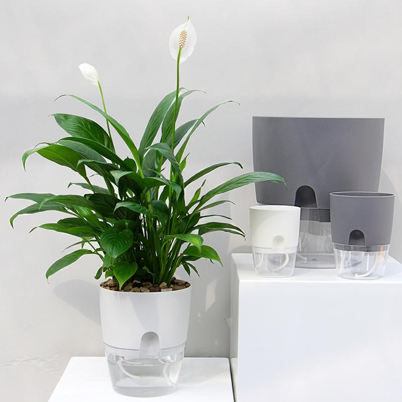 Self-Watering Flower Pot Integrated Cotton Wick Transparent Reservoir