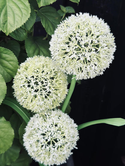Solar Garden Stake Flexible 3 Flower Spheres
