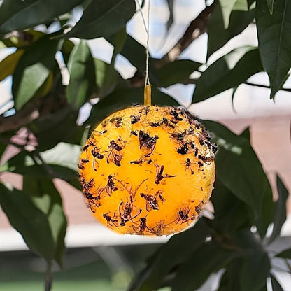Sticky Fruit Fly Trap Bright Ball Chemical-Free 3-Pack