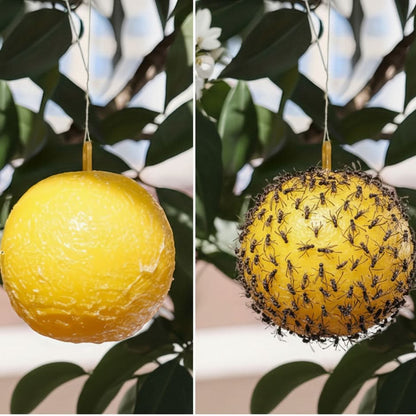 Sticky Fruit Fly Trap Bright Ball Chemical-Free 3-Pack